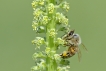 Insectes abeille domestique (apis mellifera)