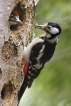 Oiseaux Pic épeiche (Dendrocopos major)