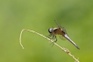 Insectes Libellule fauve (libellula fulva)