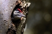 Oiseaux Pic épeiche (Dendrocopos major)