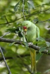 Oiseaux Perruche à collier (Psittacula krameri)