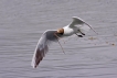 Oiseaux Mouette rieuse (Chroicocephalus ridibundus)