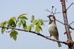 Oiseaux Moineau domestique (Passer domesticus)