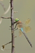 Insectes Anax napolitain (Anax parthenope)