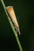 Insectes Crambus des jardins (Chrysoteuchia culmella)