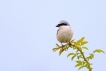 Oiseaux Pie-grièche écorcheur (Lanius collurio)