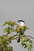 Oiseaux Pie-grièche écorcheur (Lanius collurio)