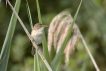 Oiseaux Rousserolle effarvatte (Acrocephalus scirpaceus)