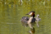 Oiseaux Grèbe huppé (Podiceps cristatus)