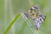 Insectes Demi-deuil (Melanargia galathea)