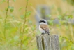 Oiseaux Pie-grièche écorcheur (Lanius collurio)