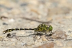 Insectes Gomphe à pinces (Onychogomphus forcipatus)