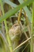 Oiseaux Pouillot fitis (Phylloscopus trochilus)