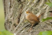 Oiseaux Troglodyte mignon (Troglodytes troglodytes)