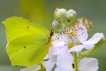 Insectes Citron (Gonepteryx rhamni)