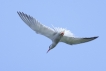 Oiseaux Sterne pierregarin (Sterna hirundo)