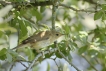 Oiseaux Rousserolle effarvatte (Acrocephalus scirpaceus)