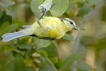 Oiseaux Mésange bleue (Cyanistes caeruleus)