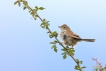 Oiseaux Fauvette grisette (Sylvia communis)