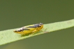 Insectes Cicadelle (Evacanthus interruptus)