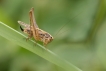 Insectes Decticelle carroyée (Tessellana tessellata)