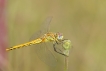 Insectes sympétrum à nervures rouges (Sympetrum fonscolombii)