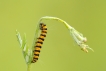 Insectes Goutte-de-sang (Tyria jacobaeae)