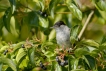 Oiseaux Fauvette à tête noire (Sylvia atricapilla)