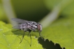 Insectes Mouche des pluies (Anthomyia pluvialis)