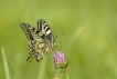 Insectes Machaon (Papilio machaon)