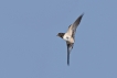 Oiseaux Hirondelle rustique (Hirundo rustica)