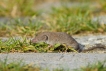 Mammifères Musaraigne musette (Crocidura russula)