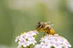 Insectes abeille domestique (apis mellifera)