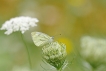 Insectes Piéride du navet (Pieris napi)