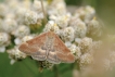 Insectes Pyrale des buissons (Pyrausta despicata)