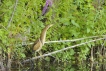 Oiseaux Blongios nain (Ixobrychus minutus)