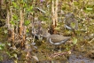 Oiseaux Chevalier guignette (Actitis hypoleucos)