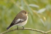 Oiseaux Gobemouche noir (Ficedula hypoleuca)