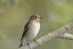 Oiseaux Gobemouche noir (Ficedula hypoleuca)