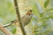 Oiseaux Fauvette à tête noire (Sylvia atricapilla)