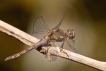 Insectes Sympétrum strié (Sympetrum striolatum)