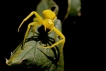 Araignées Thomise Variable (Misumena vatia)