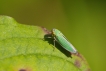 Insectes Cicadelle verte (Empoasca vitis)