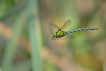 Insectes Aeschne bleue (Aeshna cyanea)