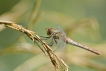 Insectes Sympétrum rouge sang (Sympetrum sanguineum)