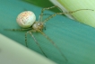 Araignées Araniella displicata