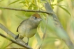 Oiseaux Fauvette à tête noire (Sylvia atricapilla)