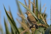 Oiseaux Traquet motteux (Oenanthe oenanthe)