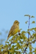 Oiseaux Bruant jaune (Emberiza citrinella)