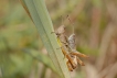 Insectes Criquet des pâtures (Chorthippus parallelus)